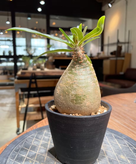 パキポディウム グラキリス　Pachypodium gracilius 　発根済　(gk-379)