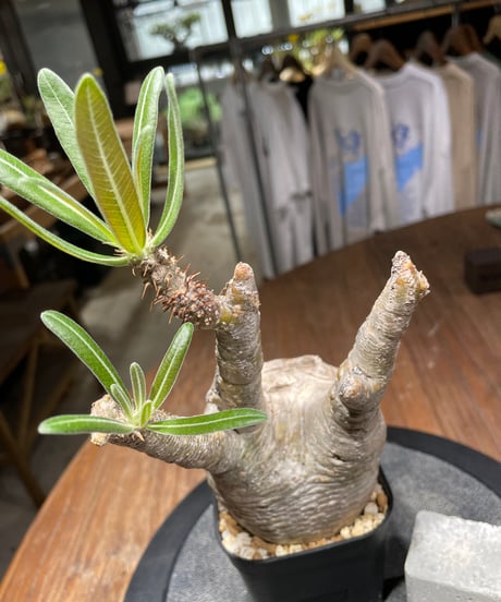 パキポディウム グラキリス　Pachypodium gracilius 　発根済　(gk-435)