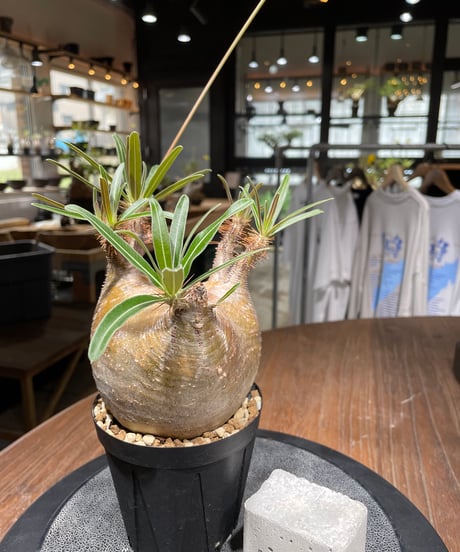 パキポディウム グラキリス　Pachypodium gracilius 　発根済　(gk-439）
