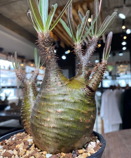 パキポディウム グラキリス　2頭　Pachypodium gracilius 　発根済　(gk-551)