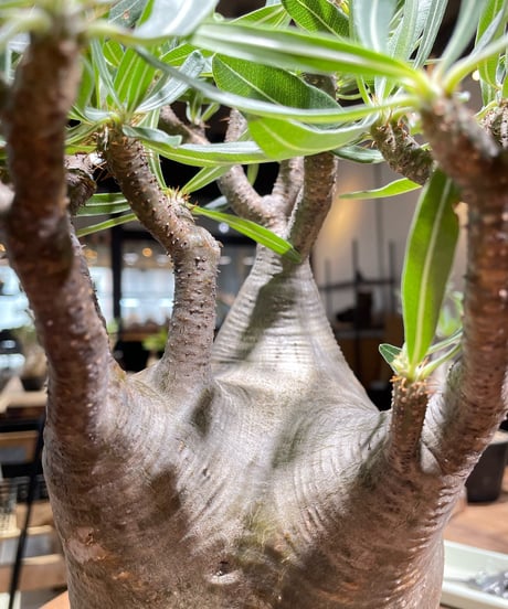 パキポディウム グラキリス　Pachypodium gracilius 　発根済　(gk-367)
