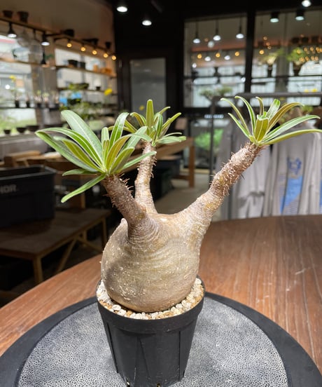 パキポディウム グラキリス　Pachypodium gracilius 　発根済　(gk-445）