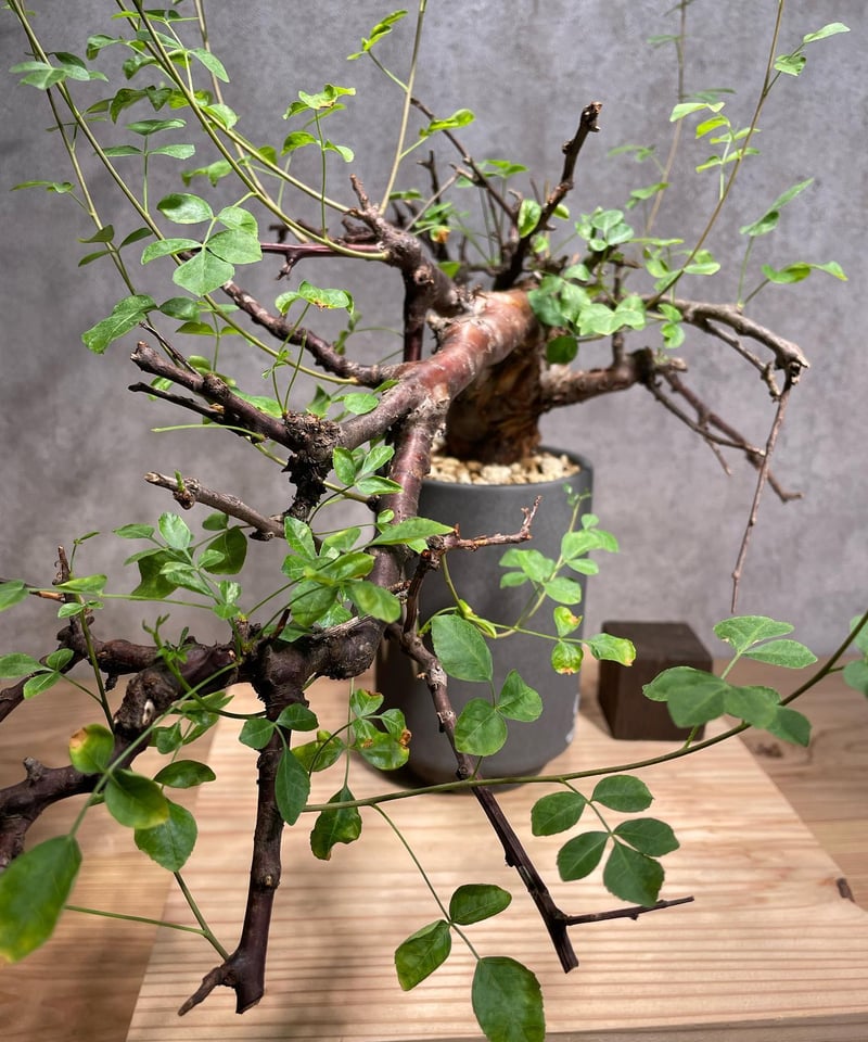 【どん兵衛】コミフォラ　ボラネンシス コミフォラ ボラネンシス 2 Commiphora boranensis | Mellow Yard