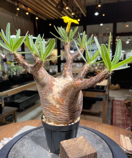 パキポディウム グラキリス　Pachypodium gracilius 　発根済　(gk-266)