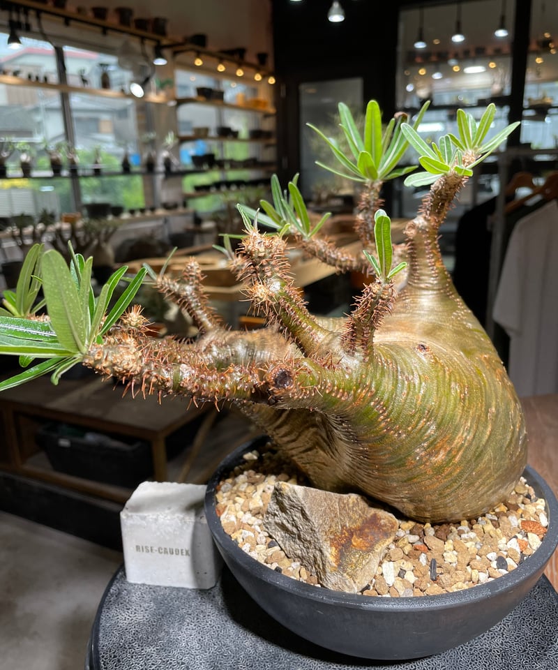 パキポディウム グラキリス Pachypodium gracilius 発根済 (gk-53