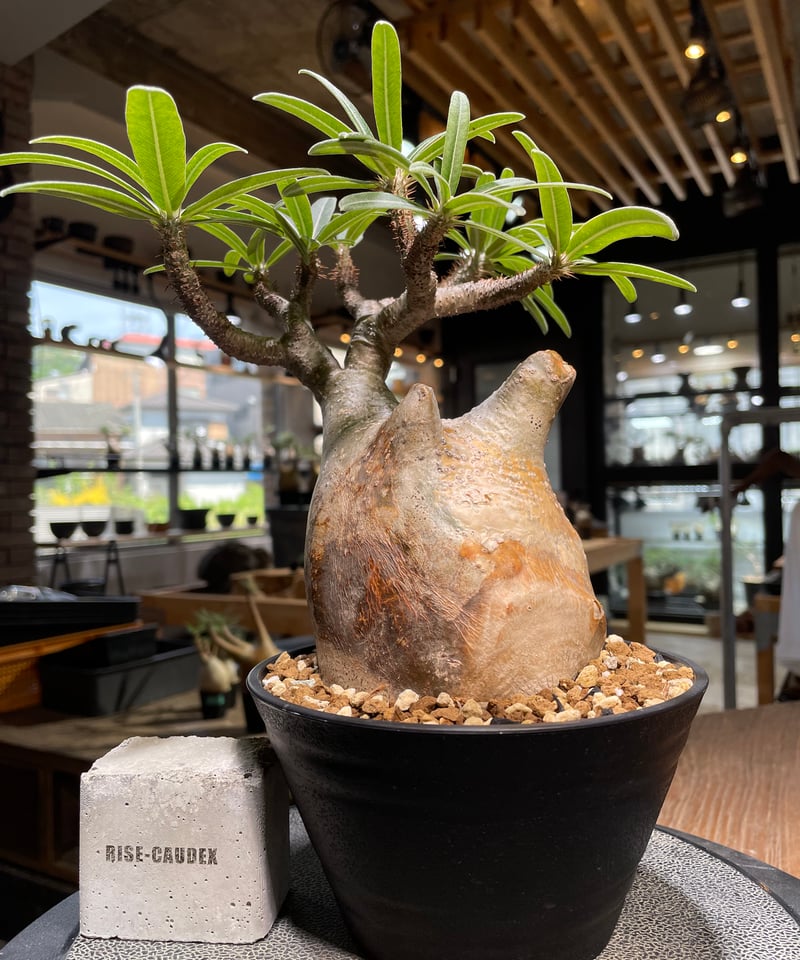 パキポディウム グラキリス Pachypodium gracilius 発根済 (gk-49