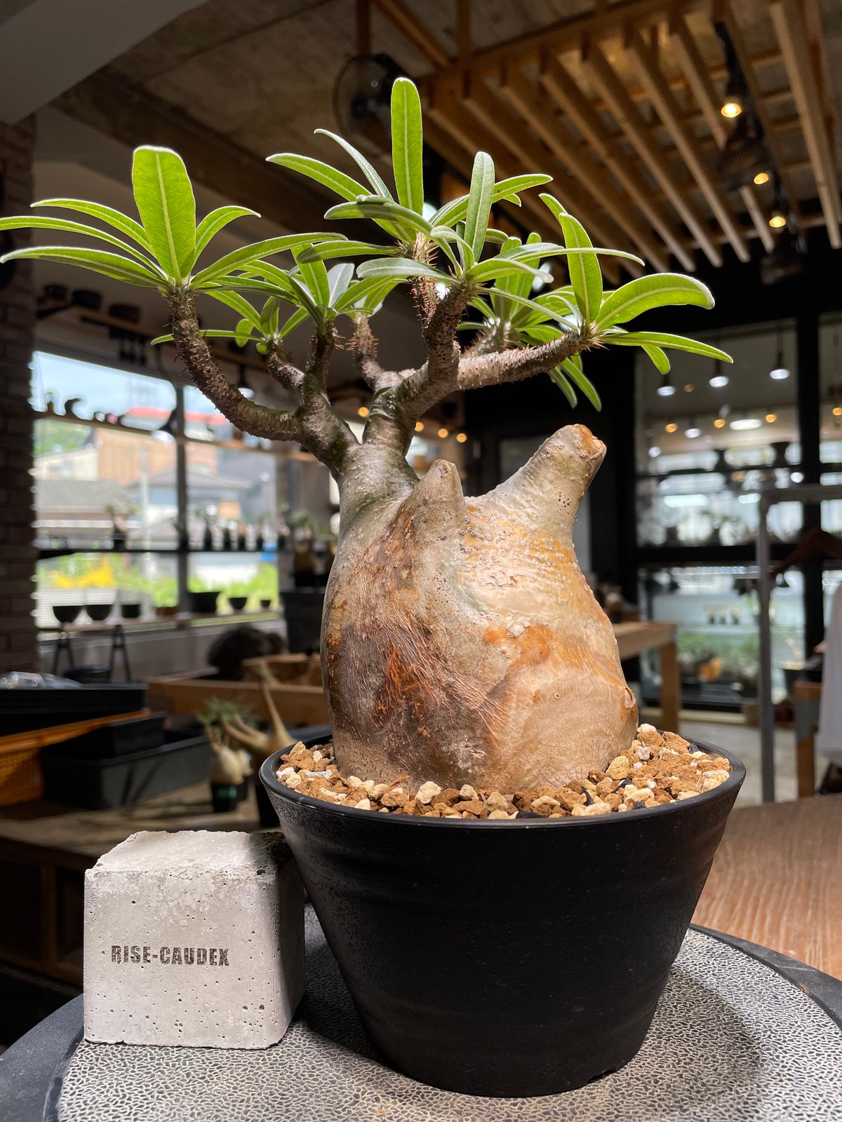 パキポディウム グラキリス Pachypodium gracilius 発根済 (gk-49