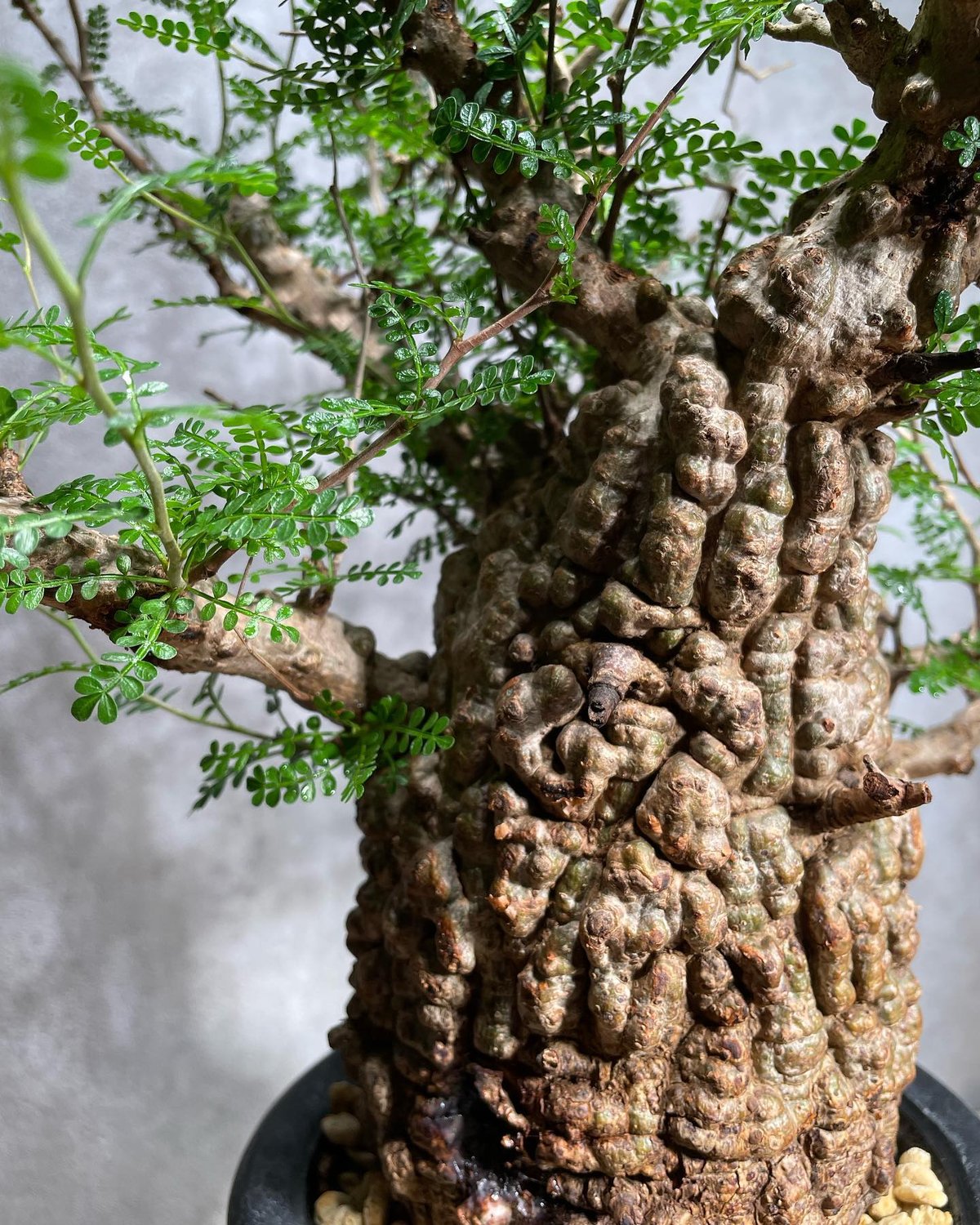 オペルクリカリア パキプス／Operculicarya pachypus 発根済 (商品番号P