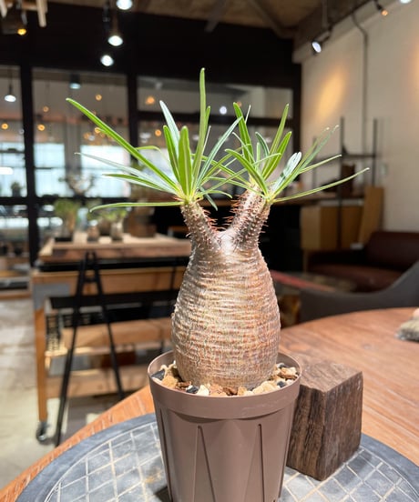 パキポディウム グラキリス　Pachypodium gracilius 　発根済　(gk-378)