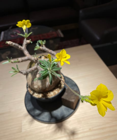 パキポディウム グラキリス　Pachypodium gracilius 　発根済　(gk-225)