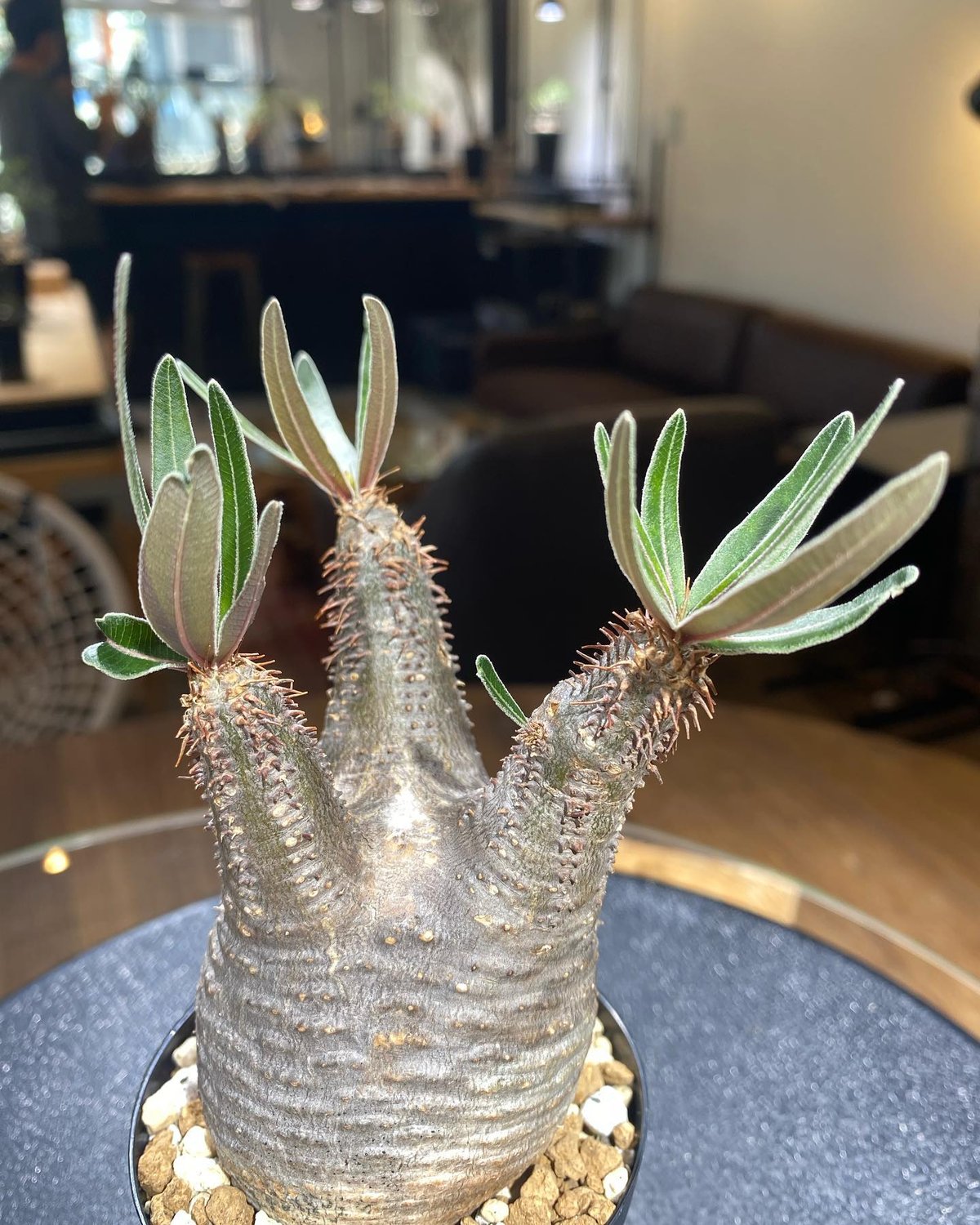 パキポディウム グラキリス Pachypodium gracilius 発根済 (商品番号g...