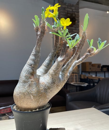 パキポディム グラキリス　Pachypodium gracilius 　発根済　(gk-205)