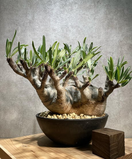 パキポディウム グラキリス　Pachypodium gracilius 　発根済　(商品番号gk-66)