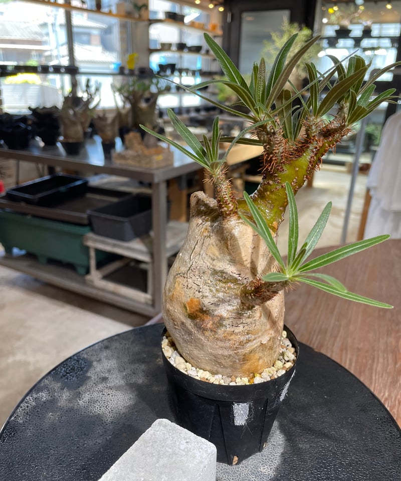 パキポディウム グラキリス Pachypodium gracilius 発根済 (gk-54