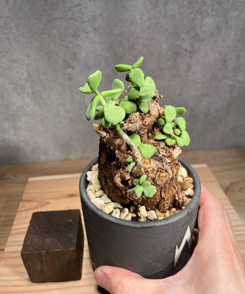 ケラリア ピグマエア/Ceraria pygmaea 発根済 (商品番号pm ケラリア ピグマエア/Ceraria pygmaea 発根済 (商品番号pm
