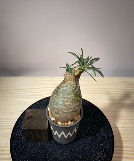パキポディウム グラキリス　Pachypodium gracilius 　発根済　(商品番号gk-111valiem)VALIEM  (VALIEMタグ付き)