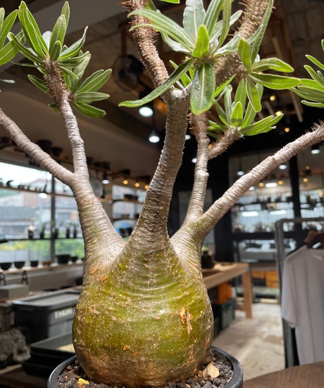 パキポディウム グラキリス　Pachypodium gracilius 　発根済　(gk-318)