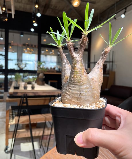 パキポディウム グラキリス　Pachypodium gracilius 　発根済　(gk-380)