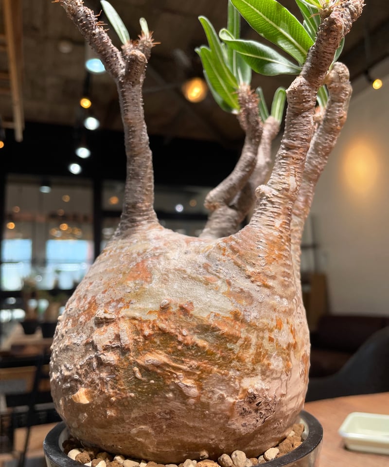 ザ*）様 パキポディウム グラキリス 発根済pachypodhium Graci パキポディウム グラキリス Pachypodium gracilius 発根済 (gk-31