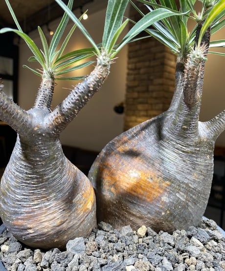 パキポディウム グラキリス　2頭　Pachypodium gracilius 　発根済　(商品番号gk-148)
