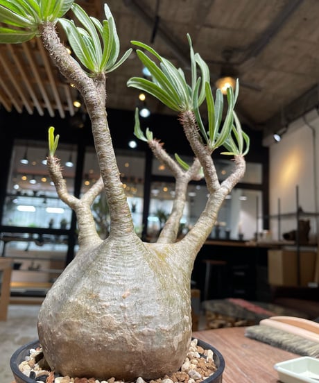 パキポディウム グラキリス　Pachypodium gracilius 　発根済　(gk-372)
