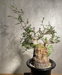 パキプス ベアルート sample画像 【注意事項】 | RISE-CAUDEX ONLIN