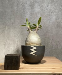 パキポディウム グラキリス　Pachypodium gracilius 　発根済　(商品番号gk-27valiem)  VALIEM 　BOWL　sizeM　(VALIEM巾着、タグ付き)