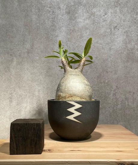 パキポディウム グラキリス　Pachypodium gracilius 　発根済　(商品番号gk-27valiem)  VALIEM 　BOWL　sizeM　(VALIEM巾着、タグ付き)