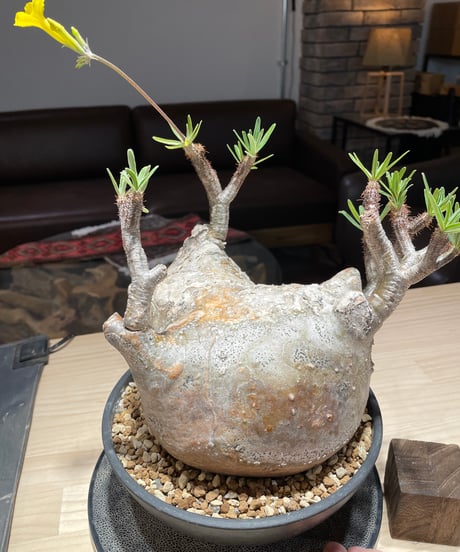 パキポディウム グラキリス　Pachypodium gracilius 　発根済　(gk-201)