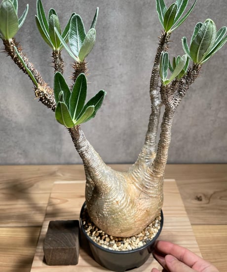 パキポディウム グラキリス　Pachypodium gracilius 　発根済　(商品番号gk-78)