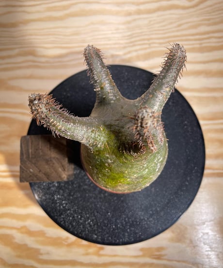パキポディウム グラキリス　Pachypodium gracilius 　発根済　(商品番号gk-130valiem)VALIEM  (VALIEMタグ、巾着袋付き)