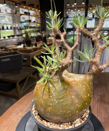パキポディウム グラキリス　Pachypodium gracilius 　発根済　(gk-448）