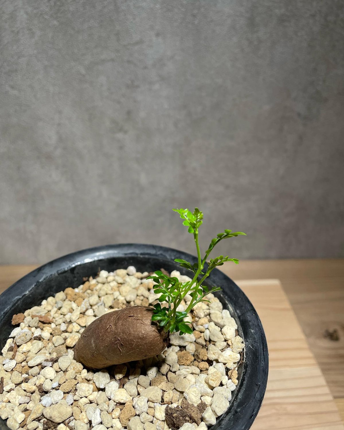 オペルクリカリア パキプス 根差し (商品番号PP-57) | RISE-CAUDEX ONL