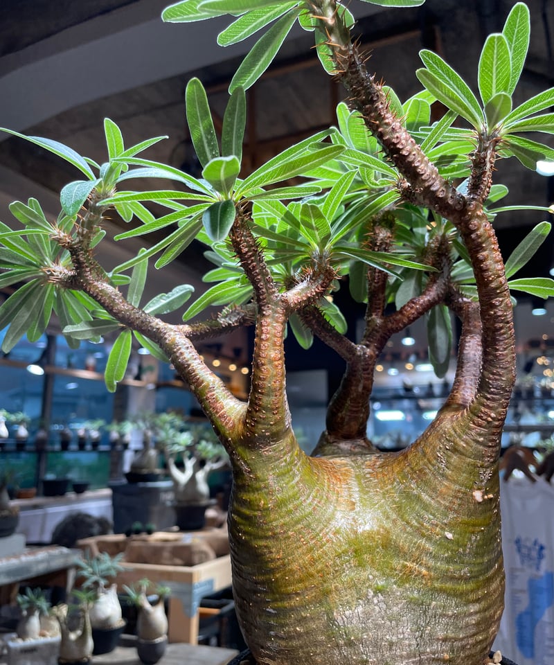 パキポディウム グラキリス Pachypodium gracilius 発根済 (gk-51