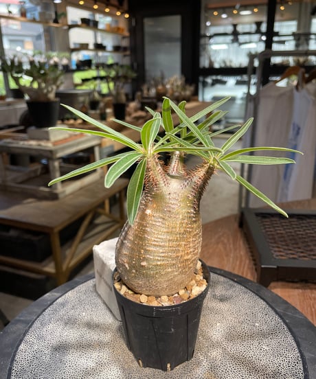 パキポディウム グラキリス　Pachypodium gracilius 　発根済　(gk-500）