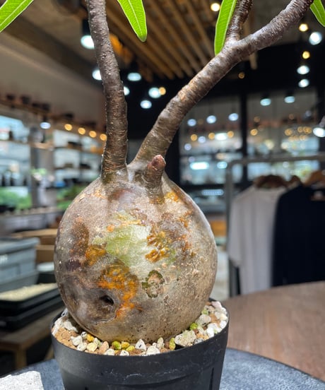 パキポディウム グラキリス　Pachypodium gracilius 　発根済　(gk-522）