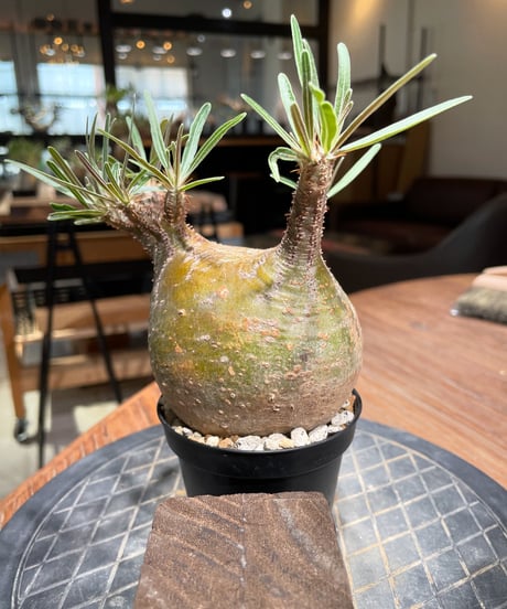 パキポディウム グラキリス　Pachypodium gracilius 　発根済　(gk-382)