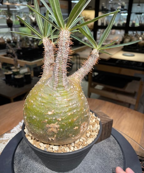 パキポディウム グラキリス　Pachypodium gracilius 　発根済　(gk-217)