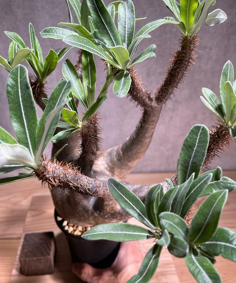 パキポディウム グラキリス　Pachypodium gracilius 　発根済　(商品番号gk-77)