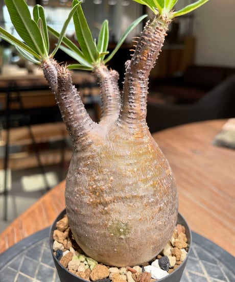 パキポディウム グラキリス　Pachypodium gracilius 　発根済　(gk-377)
