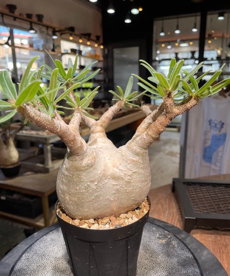 パキポディウム グラキリス　Pachypodium gracilius 　発根済　(gk-508）