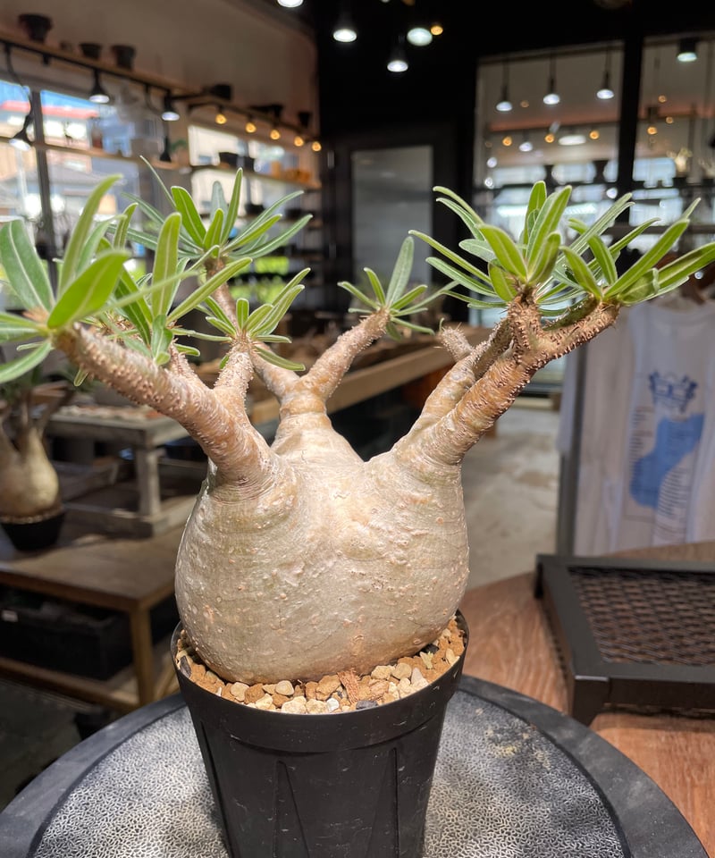 パキポディウム グラキリス Pachypodium gracilius 発根済 (gk-50