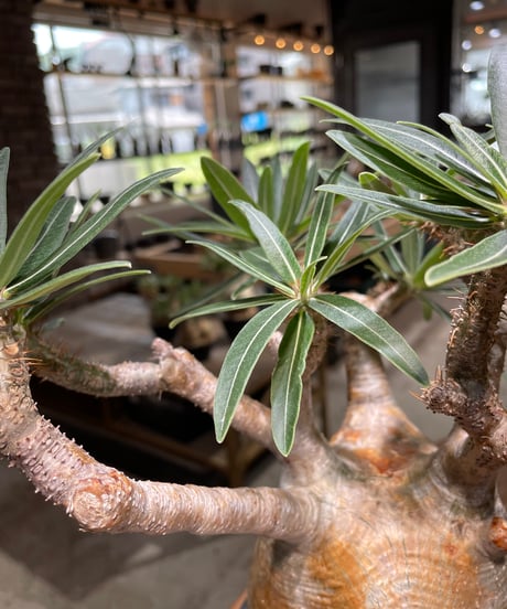 パキポディウム グラキリス　Pachypodium gracilius 　発根済　(gk-478)