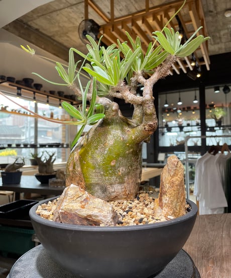 パキポディウム グラキリス　Pachypodium gracilius 　発根済　(gk-549)