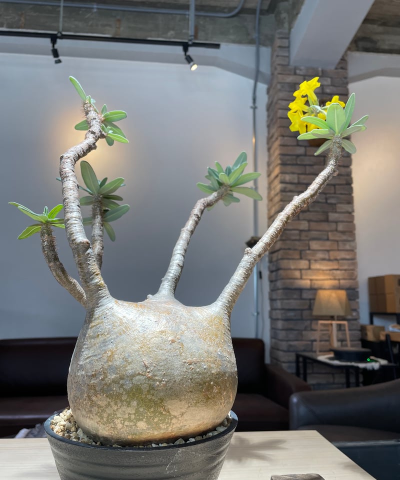 グラキリス パキポディウム Pachypodium (gk-22 発根済 gracilius Pachypodium グラキリス パキポディウム ⑦ gracilius 塊根植物・コーデックス