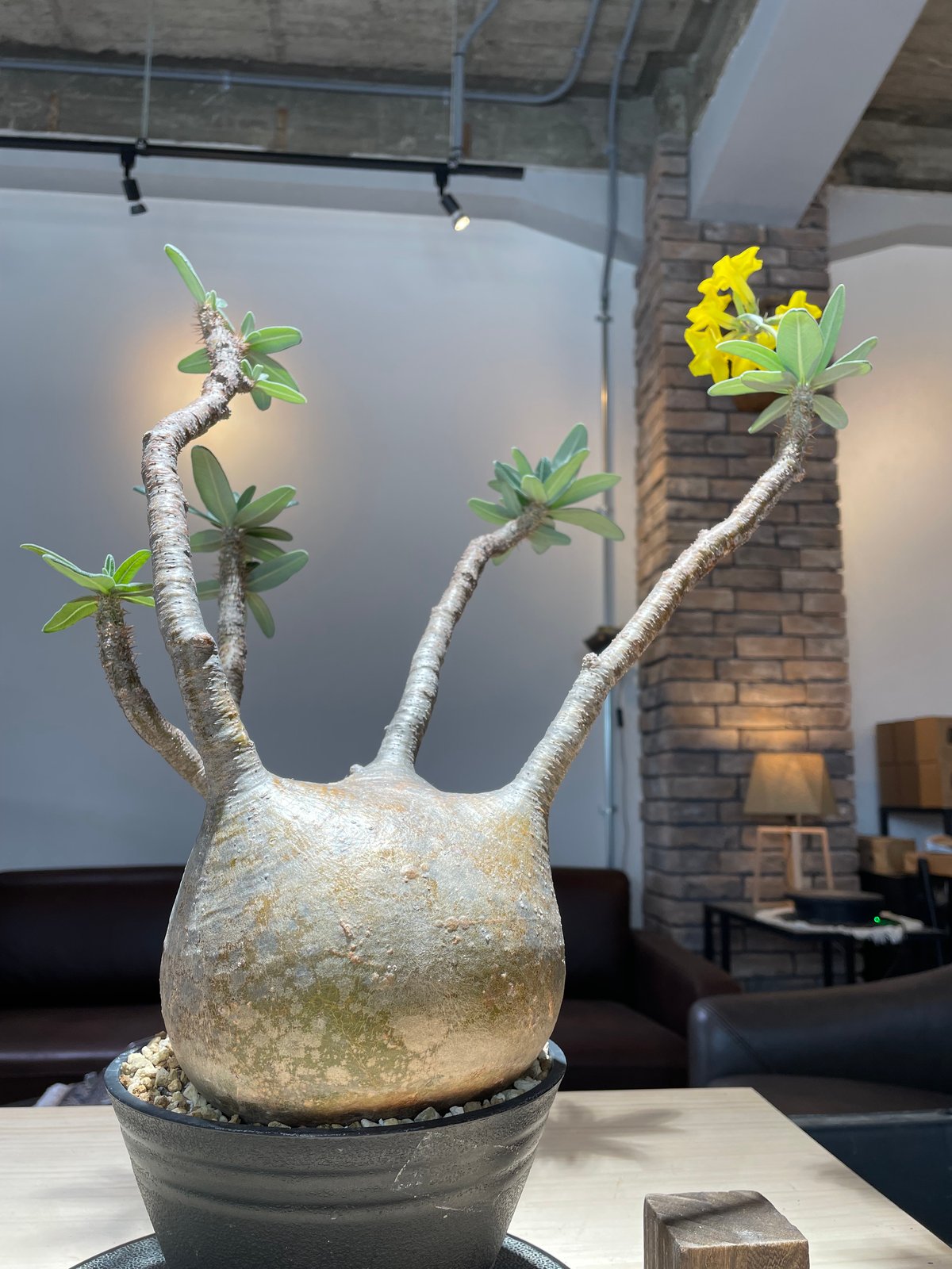 パキポディウム グラキリス Pachypodium gracilius 発根済 (gk-22