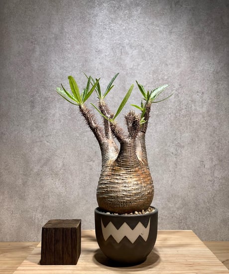 パキポディウム グラキリス　Pachypodium gracilius 　発根済　(商品番号gk-72valiem)  VALIEM 　(VALIEMタグ付き)