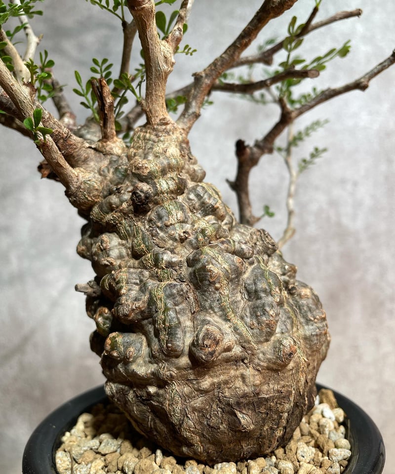 オペルクリカリア パキプス／Operculicarya pachypus 発根済 (塊根幅8c