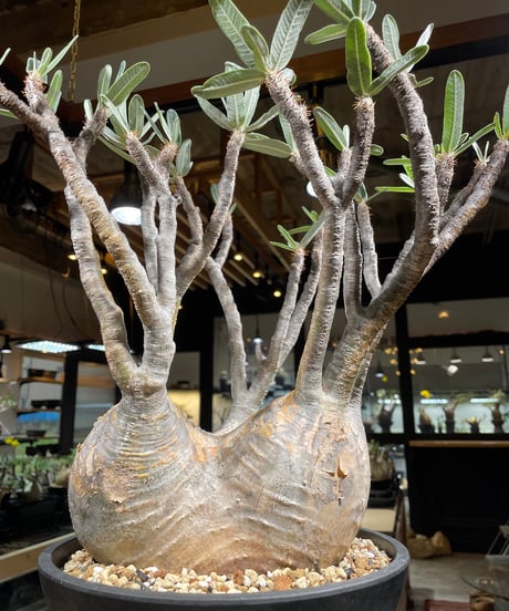 パキポディウム グラキリス　Pachypodium gracilius 　発根済　(gk-249)