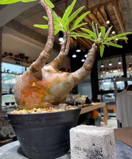 パキポディウム グラキリス　Pachypodium gracilius 　発根済　(gk-523）